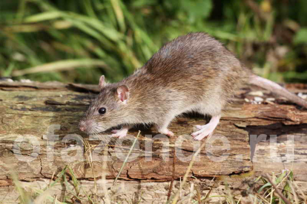 Избавляемся от земляной крысы в огороде: недорогой гуманный метод